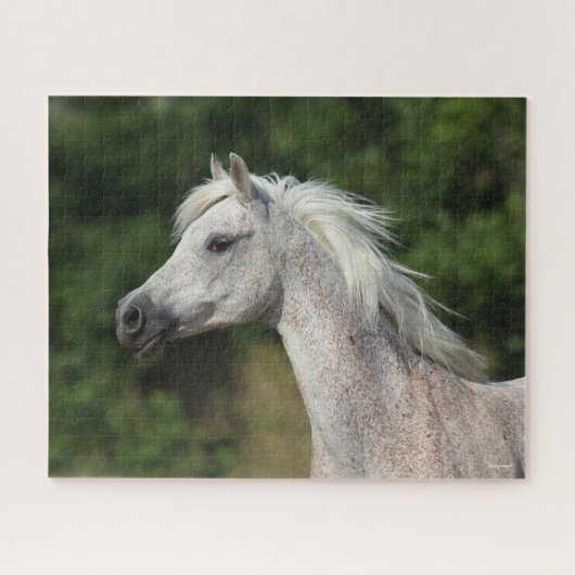 Bob Langrish | Grijze Arabische hoofdfoto Legpuzzel (Horizontaal)