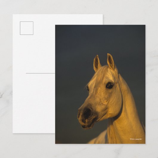 Bob Langrish | Grijze Arabische hoofdfoto op zonso Briefkaart (Voorkant / Achterkant)