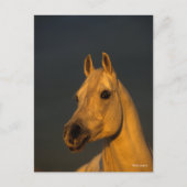 Bob Langrish | Grijze Arabische hoofdfoto op zonso Briefkaart (Voorkant)