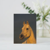 Bob Langrish | Grijze Arabische hoofdfoto op zonso Briefkaart (Staand voorkant)