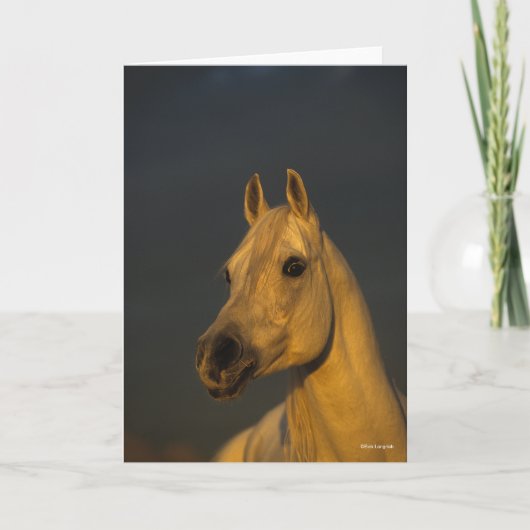 Bob Langrish | Grijze Arabische hoofdfoto op zonso Kaart (Voorkant)