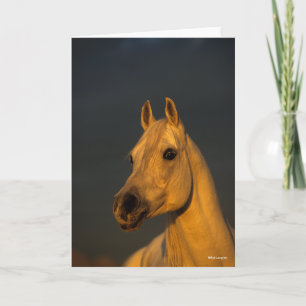 Bob Langrish   Grijze Arabische hoofdfoto op zonso Kaart