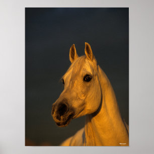 Bob Langrish Grijze Arabische hoofdfoto op zonso Poster