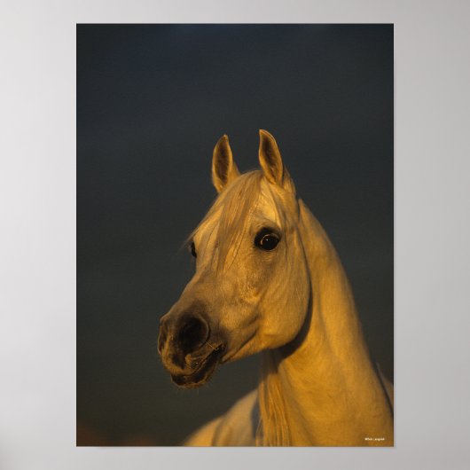 Bob Langrish | Grijze Arabische hoofdfoto op zonso Poster (Voorkant)