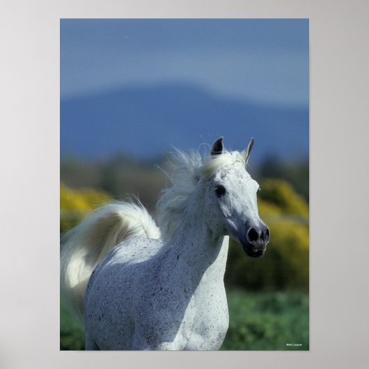 Bob Langrish | Grijze Arabische hoofdfoto Poster (Voorkant)