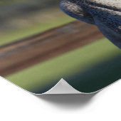 Bob Langrish | Grijze Arabische hoofdfoto Poster (Hoek)