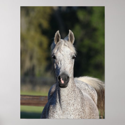 Bob Langrish | Grijze Arabische hoofdfoto Poster (Voorkant)