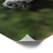 Bob Langrish | Grijze Arabische hoofdfoto Poster (Hoek)