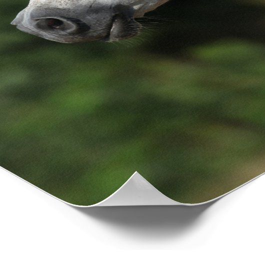 Bob Langrish | Grijze Arabische hoofdfoto Poster (Hoek)