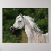 Bob Langrish | Grijze Arabische hoofdfoto Poster (Voorkant)