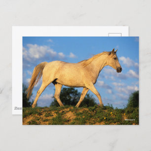 Bob Langrish Grijze Arabische looptijden Briefkaart