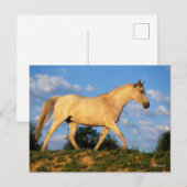 Bob Langrish | Grijze Arabische looptijden Briefkaart (Voorkant / Achterkant)