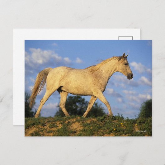 Bob Langrish | Grijze Arabische looptijden Briefkaart (Voorkant / Achterkant)