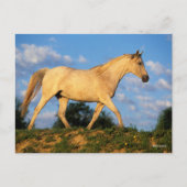 Bob Langrish | Grijze Arabische looptijden Briefkaart (Voorkant)