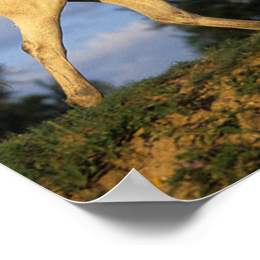 Bob Langrish | Grijze Arabische looptijden Poster (Hoek)