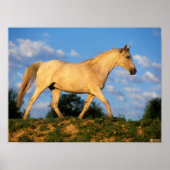 Bob Langrish | Grijze Arabische looptijden Poster (Voorkant)