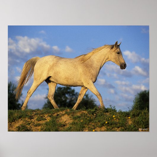 Bob Langrish | Grijze Arabische looptijden Poster (Voorkant)