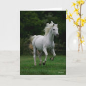 Bob Langrish | Grijze Arabische springmannetjes Kaart (Gele Bloem)