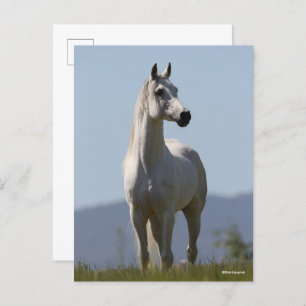 Bob Langrish Grijze Arabische Stallion Briefkaart