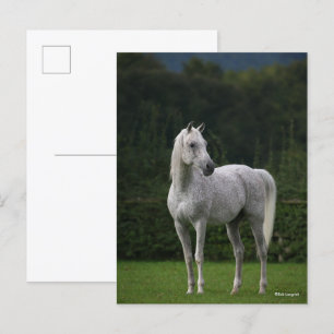 Bob Langrish Grijze Arabische Stallion Briefkaart