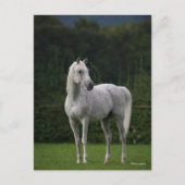 Bob Langrish | Grijze Arabische Stallion Briefkaart (Voorkant)