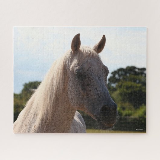 Bob Langrish | Grijze Arabische Stallion Headshot  Legpuzzel (Horizontaal)