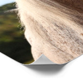 Bob Langrish | Grijze Arabische Stallion Headshot  Poster (Hoek)