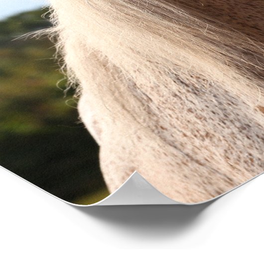 Bob Langrish | Grijze Arabische Stallion Headshot  Poster (Hoek)