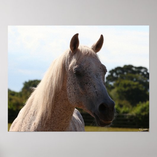 Bob Langrish | Grijze Arabische Stallion Headshot  Poster (Voorkant)