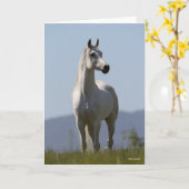 Bob Langrish | Grijze Arabische Stallion Kaart (Gele Bloem)