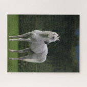 Bob Langrish | Grijze Arabische Stallion Legpuzzel (Horizontaal)