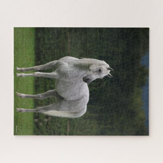 Bob Langrish | Grijze Arabische Stallion Legpuzzel (Horizontaal)