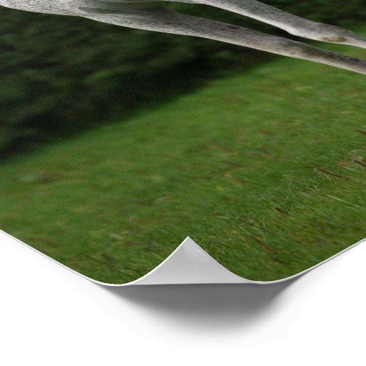 Bob Langrish | Grijze Arabische Stallion Poster (Hoek)