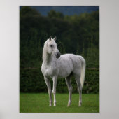 Bob Langrish | Grijze Arabische Stallion Poster (Voorkant)