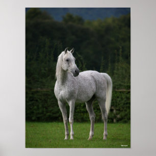 Bob Langrish   Grijze Arabische Stallion Poster