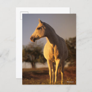 Bob Langrish Grijze Arabische stand Briefkaart