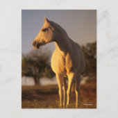 Bob Langrish | Grijze Arabische stand Briefkaart (Voorkant)