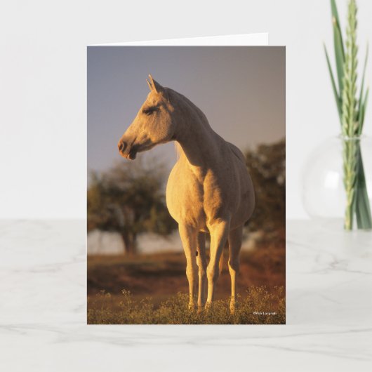 Bob Langrish | Grijze Arabische stand Kaart (Voorkant)