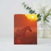 Bob Langrish | Grijze Arabische stand op zonsonder Briefkaart (Staand voorkant)