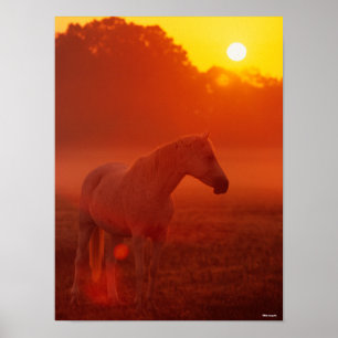 Bob Langrish   Grijze Arabische stand op zonsonder Poster