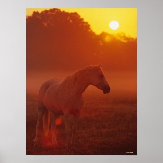 Bob Langrish | Grijze Arabische stand op zonsonder Poster (Voorkant)