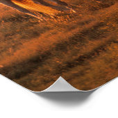 Bob Langrish | Grijze Arabische stand op zonsonder Poster (Hoek)