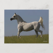Bob Langrish | Grijze Arabische zilver in het veld Briefkaart (Voorkant)