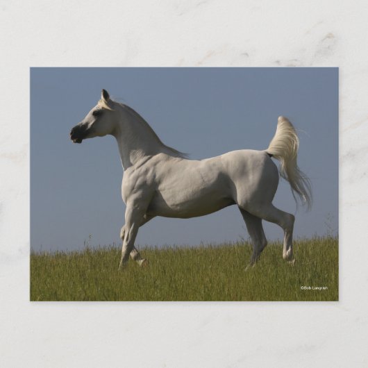 Bob Langrish | Grijze Arabische zilver in het veld Briefkaart (Voorkant)