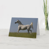 Bob Langrish | Grijze Arabische zilver in het veld Kaart (Voorkant)