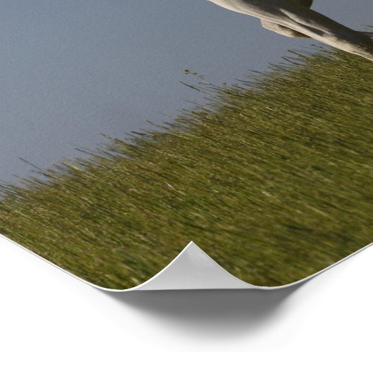 Bob Langrish | Grijze Arabische zilver in het veld Poster (Hoek)