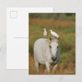 Bob Langrish | Grijze Camargue Paarden met twee vo Briefkaart (Voorkant / Achterkant)