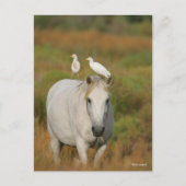 Bob Langrish | Grijze Camargue Paarden met twee vo Briefkaart (Voorkant)