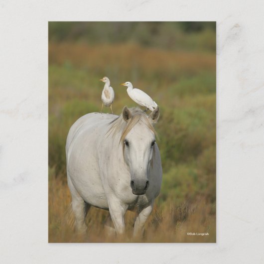 Bob Langrish | Grijze Camargue Paarden met twee vo Briefkaart (Voorkant)