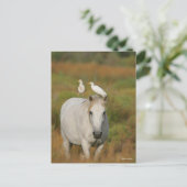 Bob Langrish | Grijze Camargue Paarden met twee vo Briefkaart (Staand voorkant)